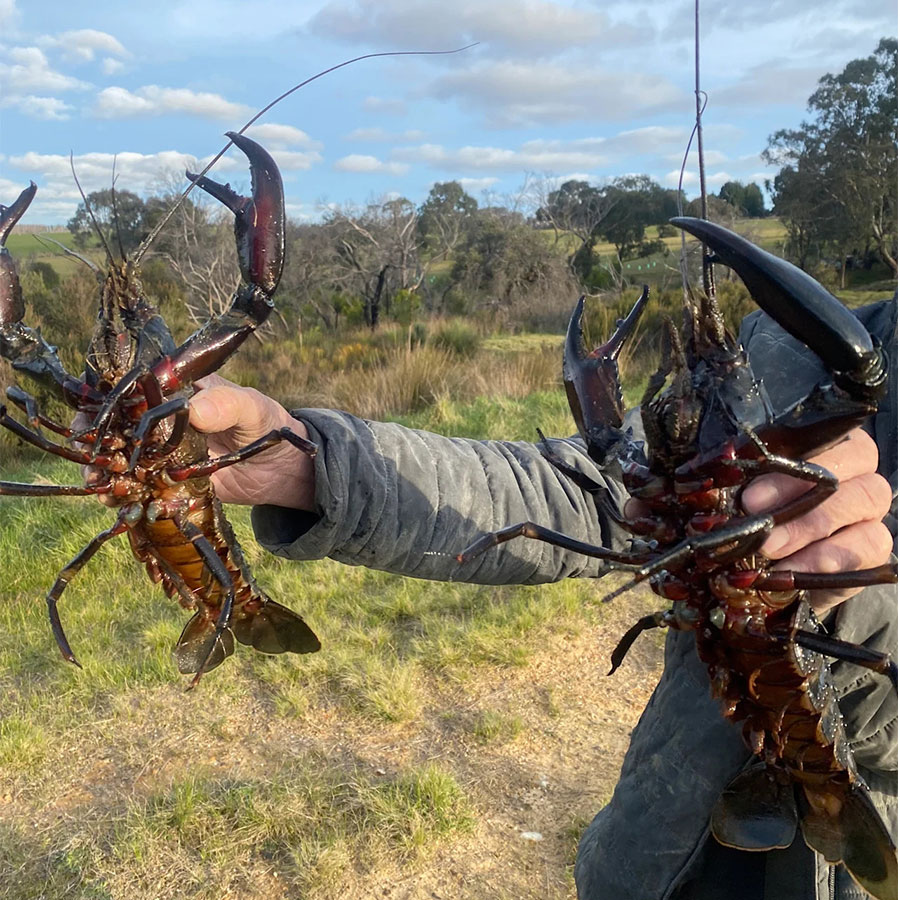 Person holding freshly caught marron at a rural farmstay on Kangaroo Island.