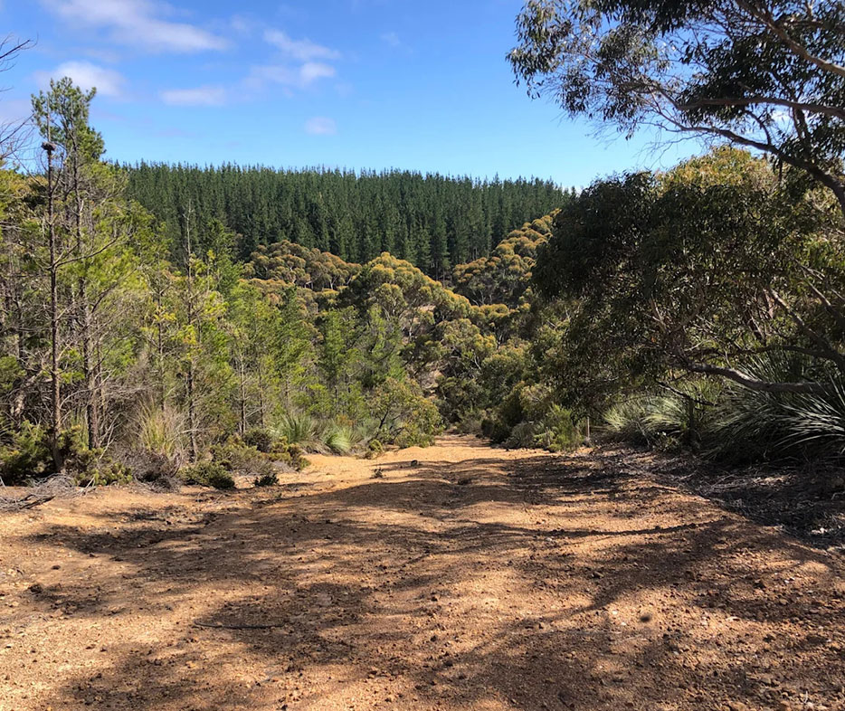Walking track through dense pine forest near remote Hilltop Cabin on Kangaroo Island.
