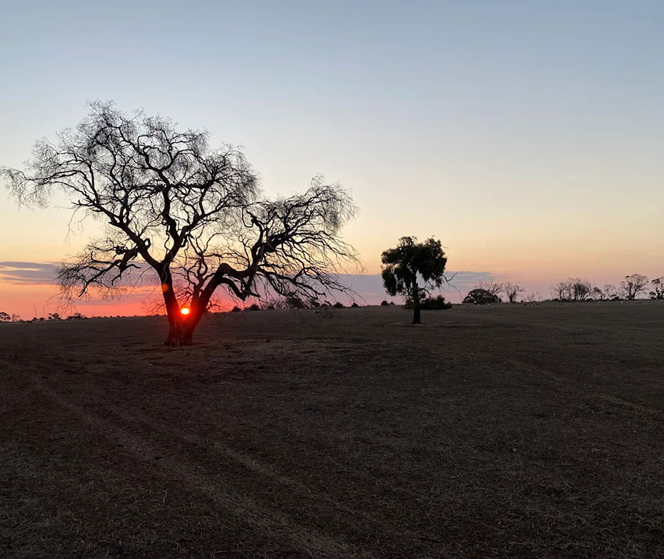 Experience an unforgettable Australian bush sunset scene from the serene Catman’s Hilltop Cabin.